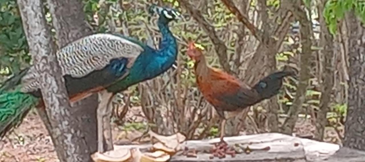 Suduweli Beauties Of Nature - Yala Kirinda (Hambantota) Exterior foto