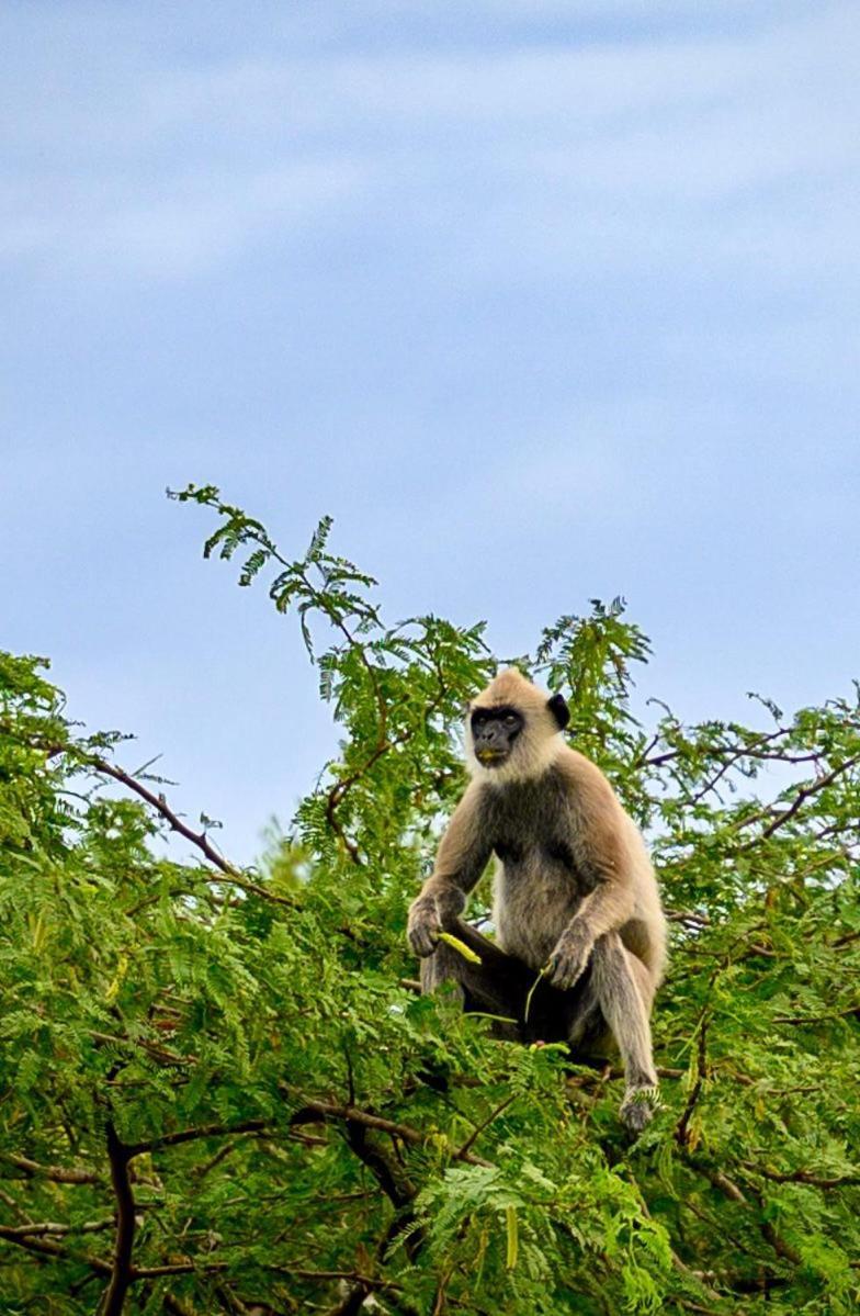 Suduweli Beauties Of Nature - Yala Kirinda (Hambantota) Exterior foto