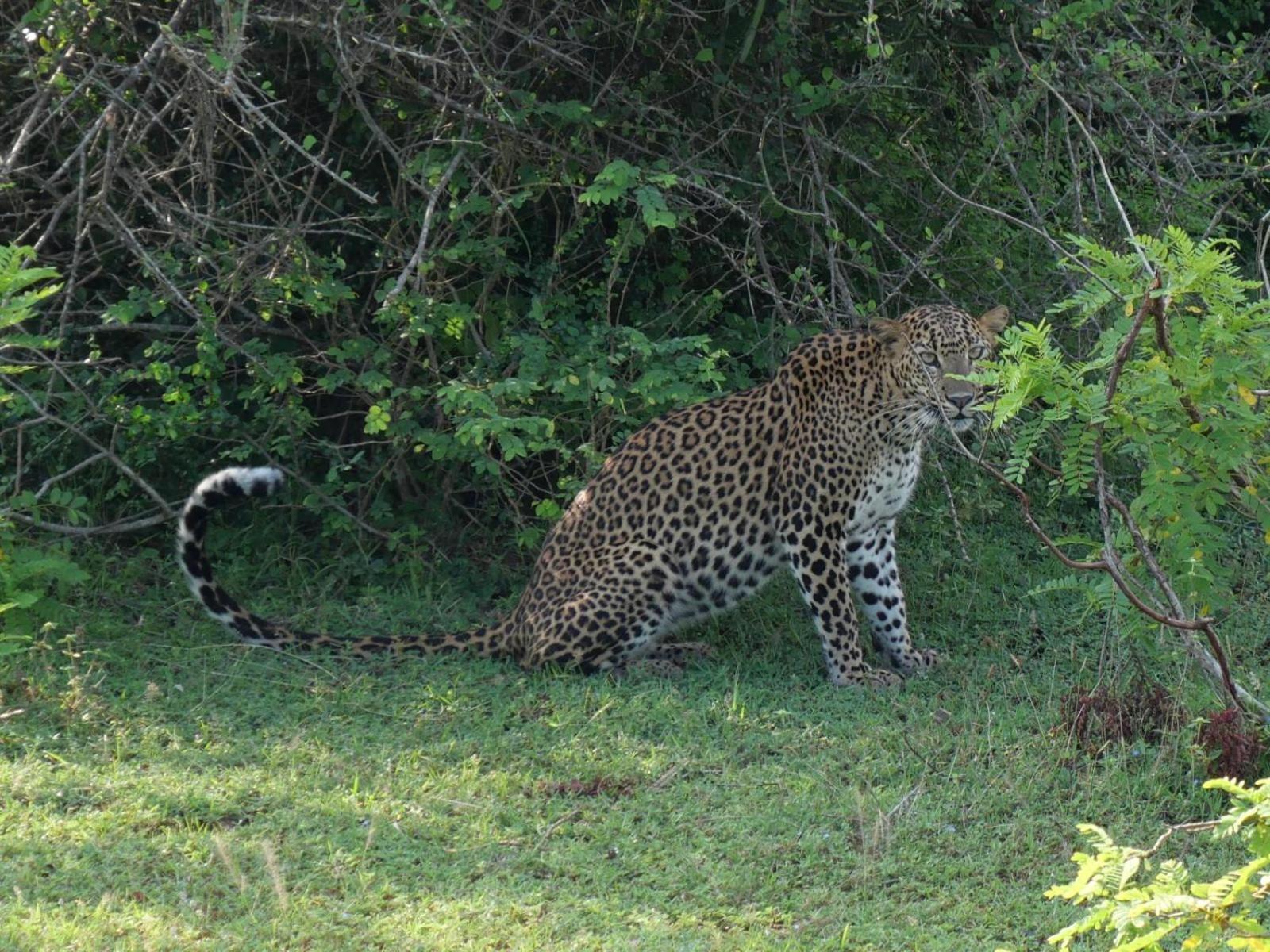 Suduweli Beauties Of Nature - Yala Kirinda (Hambantota) Exterior foto