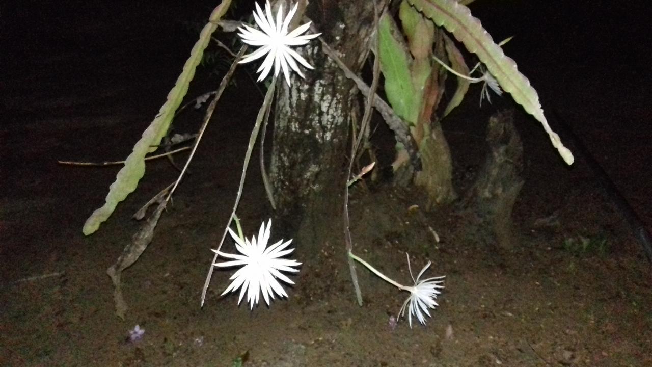 Suduweli Beauties Of Nature - Yala Kirinda (Hambantota) Exterior foto